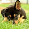Gayathri.D D.G