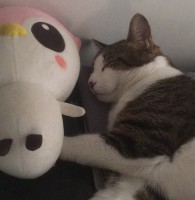 孙欣叶