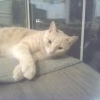 Cooper J