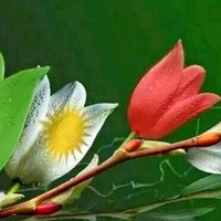 Ahmed Diyar