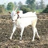 Ajit Patil