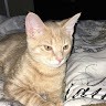 Simba The Cat