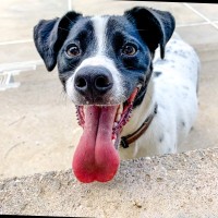 Archie Dedog