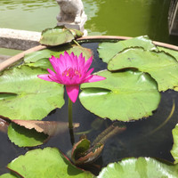 刘芷霖