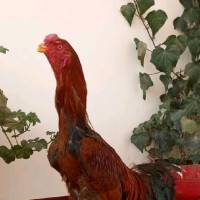 ارسلان نصرت آبادی