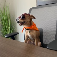 Jax A.K.A. Todd The Dog