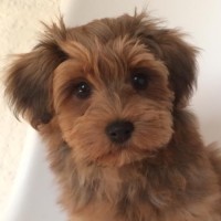 Denzel von Herrenstein