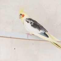 Mohammadreza Gholipor