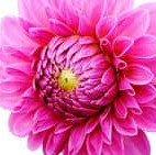 Mohammad Hasan Yaseen