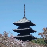 陳柏宇