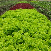 Rudy Lisandro Marin Lopez