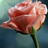 Reshan Shahistha