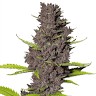 Cannabis Delivery
