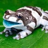 taro I