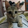 Sebi Abhi