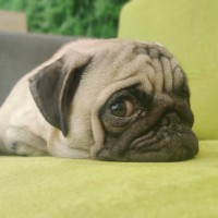 Cherry Pugcess
