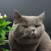 仲鹏程