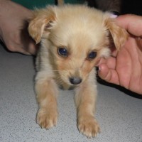 Σόνια Βλιώρα