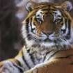 Miaoulis Aristote