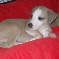 Emilio Di Paolo Emilio