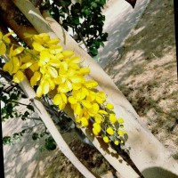 Hafsa Bhatti