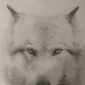 blue wolf