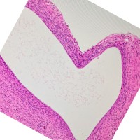 Dr.F Hamad