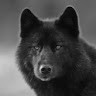 blackfeather dog