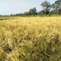 Sritam Dash