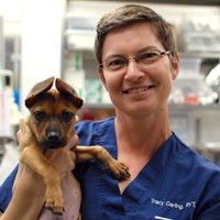 Tracy Darling RVT VTS (SAIM) CCRP