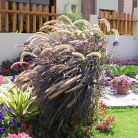 Creative Garden Solutions, Pakistan