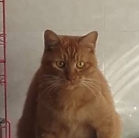 Kit Wan
