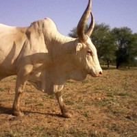 Harouna Salif