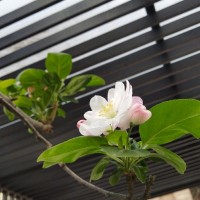 杨玉轩