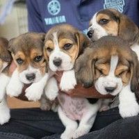 ถาวร แสนสุข