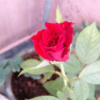 Rohan Singh