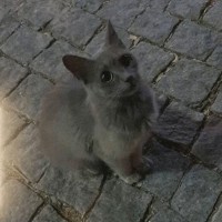 Αλέξανδρος Μωλές