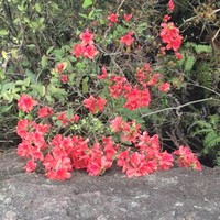 吴培荣