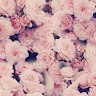 Darina K.