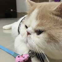 Kitty Chen