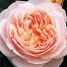Carmen R
