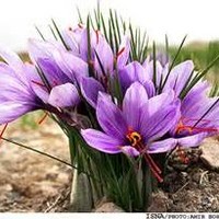 Saffron Holidays Travels