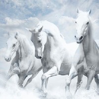 Tracey White