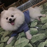 周露露