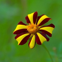 Trần Phạm Tuyết Trinh