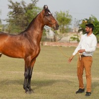 Harbeer Gill Barkandi