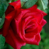دعاء القطاونه