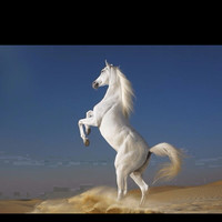 Solaiman Alhumaid