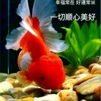 劉威晟