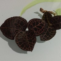 吴万利